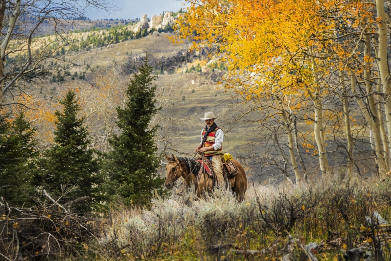 Aspens by artist Claire Porter